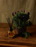 Cowshed Relax Diffuser Lavender Eucalyptus 100ml, imported from the UK