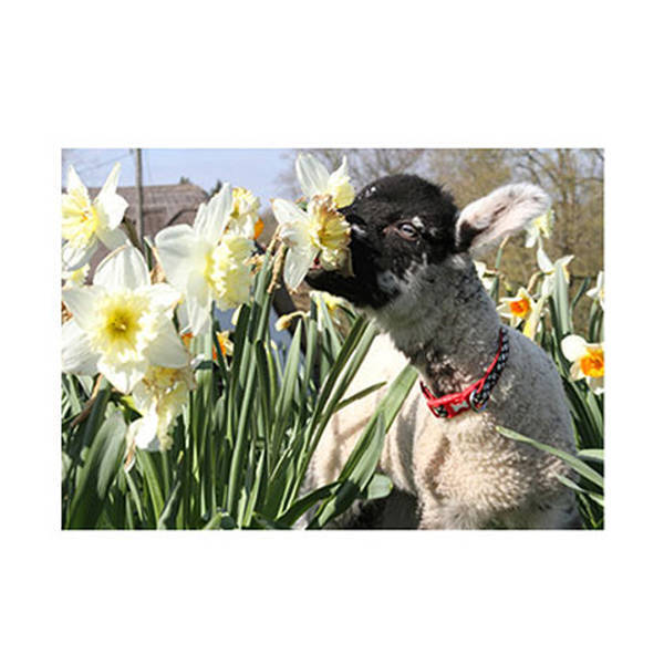 Countryside Hungry Lamb Design Greeting Card