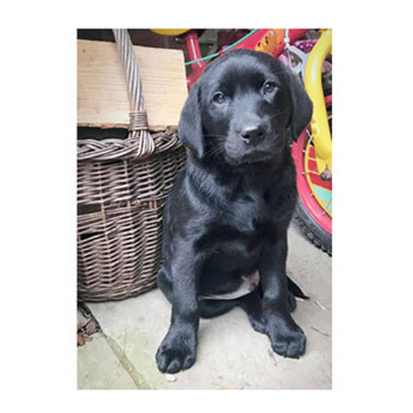 Countryside Labrador Puppy Greeting Card