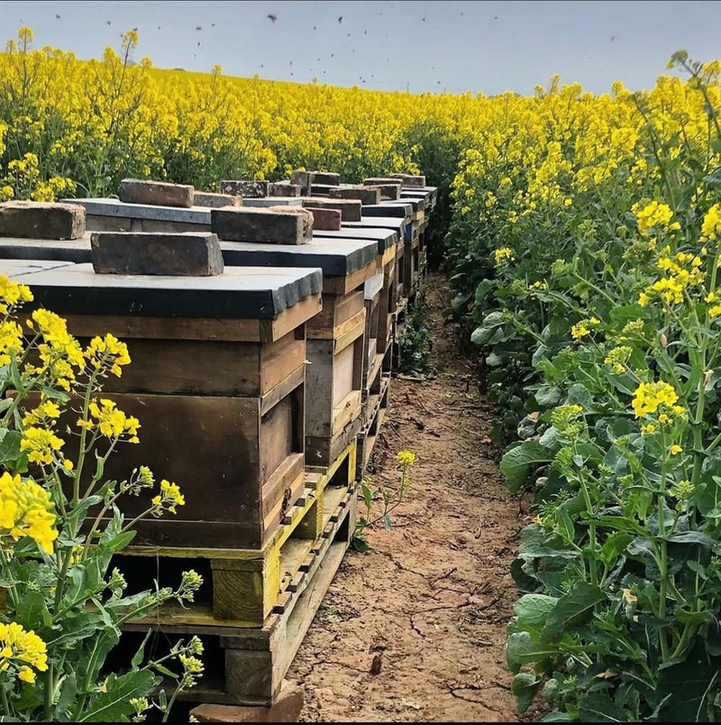 Honey Greens British Wildflower Honey 240g