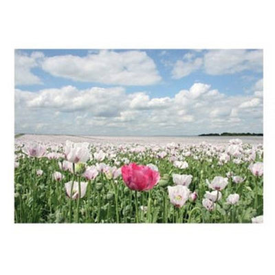 Superdrug Greeting Card with Summer Poppies Design, Includes Envelope, 6x4 Inches- Buy online at McGrocer