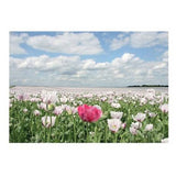 Greeting Card with Summer Poppies Design, Includes Envelope, 6x4 Inches