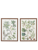 Gallery Direct Foliage Study framed art set 80x60cm, UK version