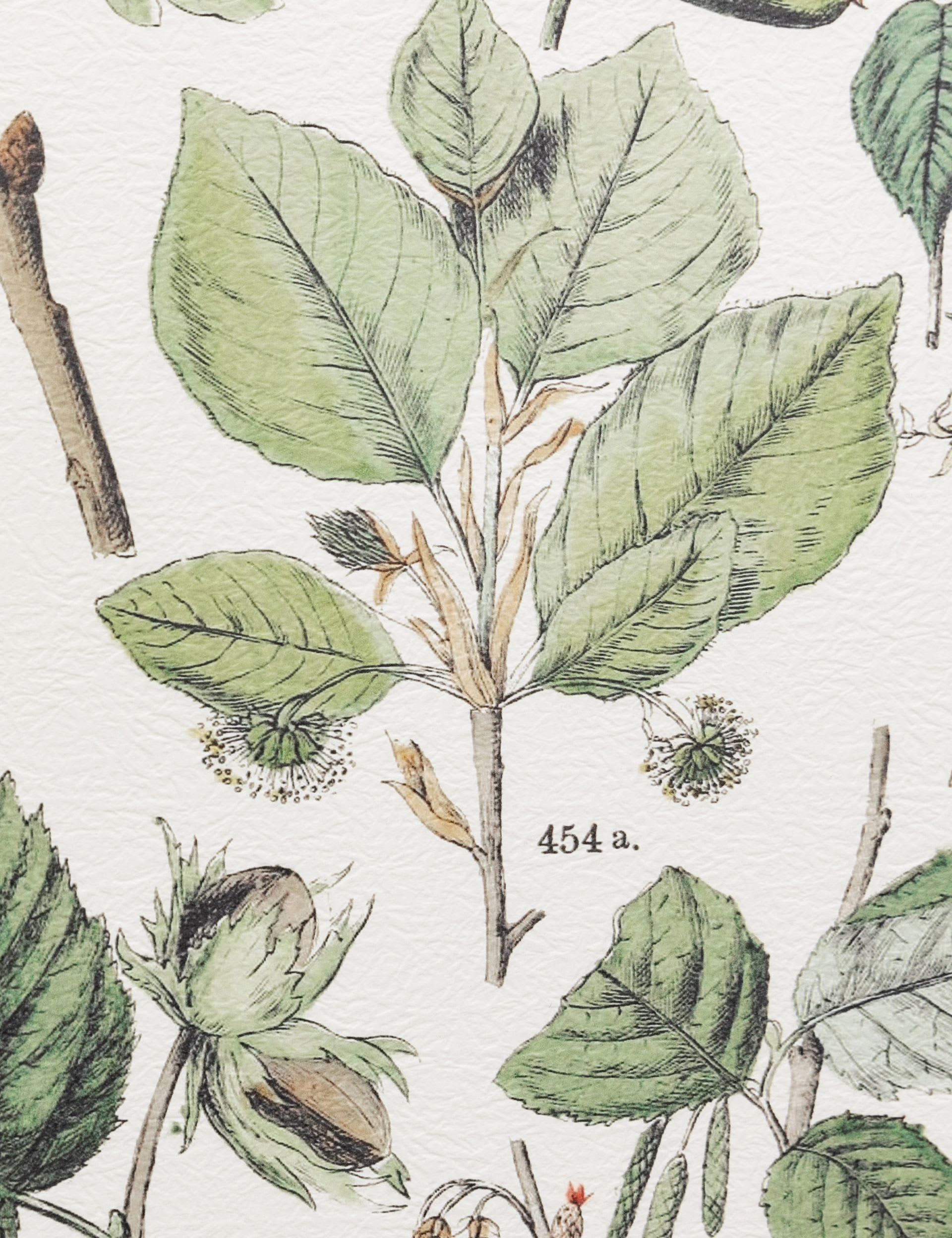 Gallery Direct Foliage Study framed art set 80x60cm, UK version
