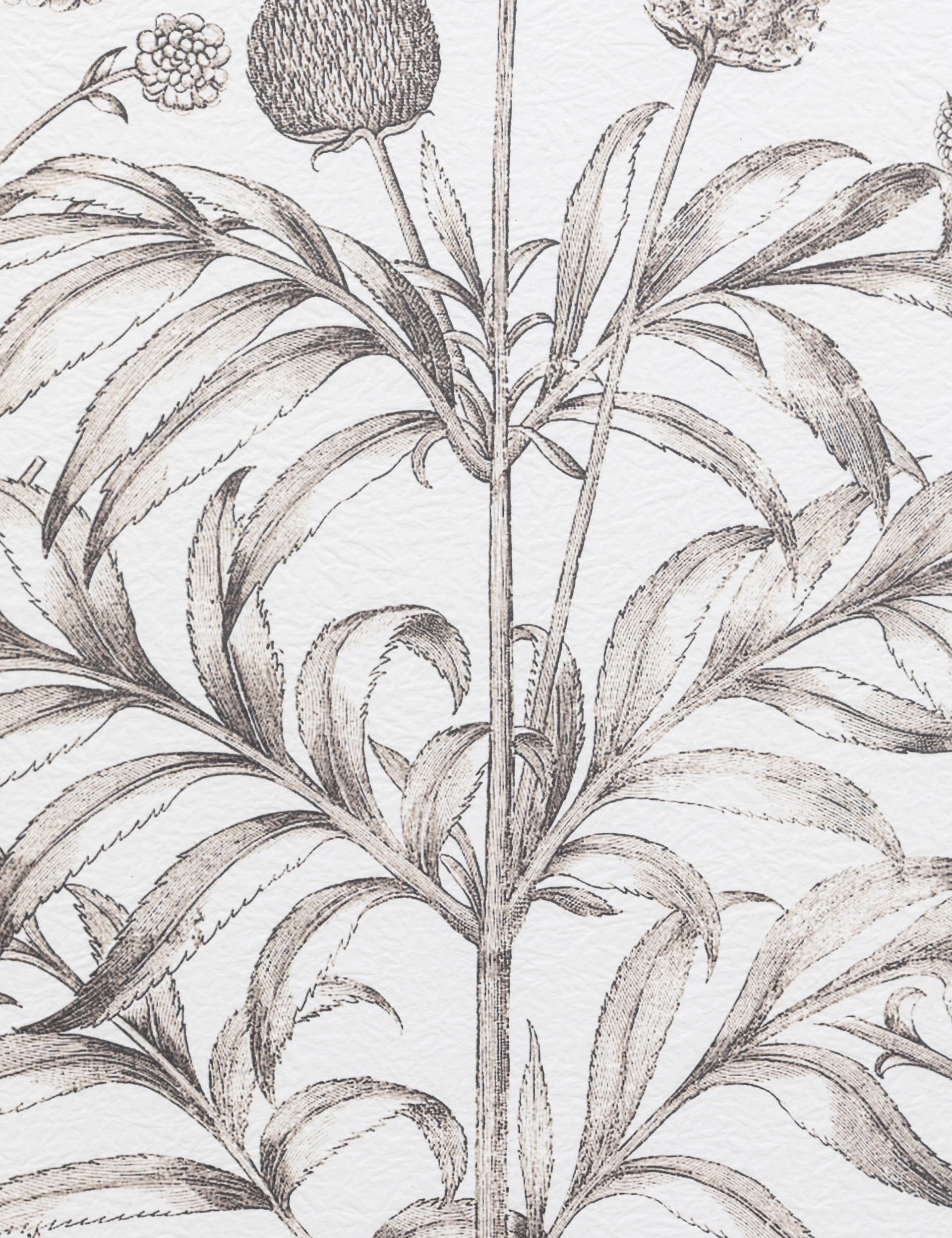 Gallery Direct set of 3 botanical framed prints, imported from the UK