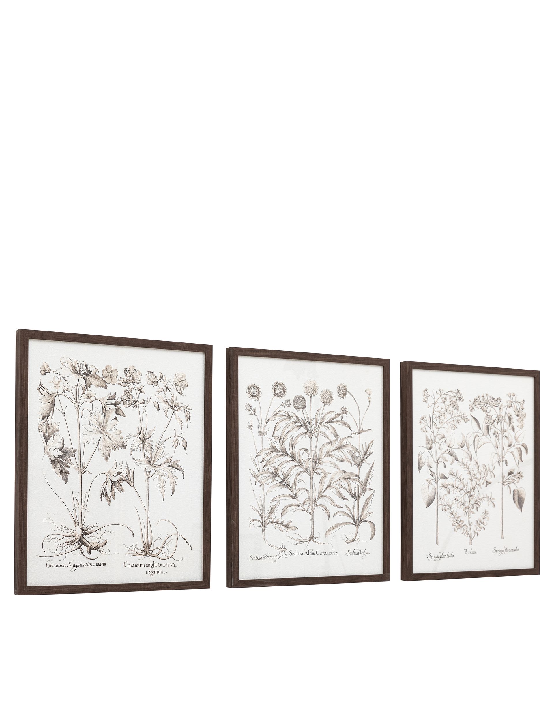 Gallery Direct set of 3 botanical framed prints, imported from the UK