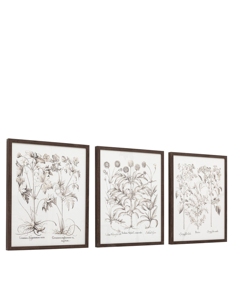 Gallery Direct set of 3 botanical framed prints, imported from the UK