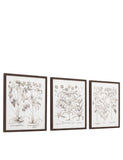 Gallery Direct set of 3 botanical framed prints, imported from the UK