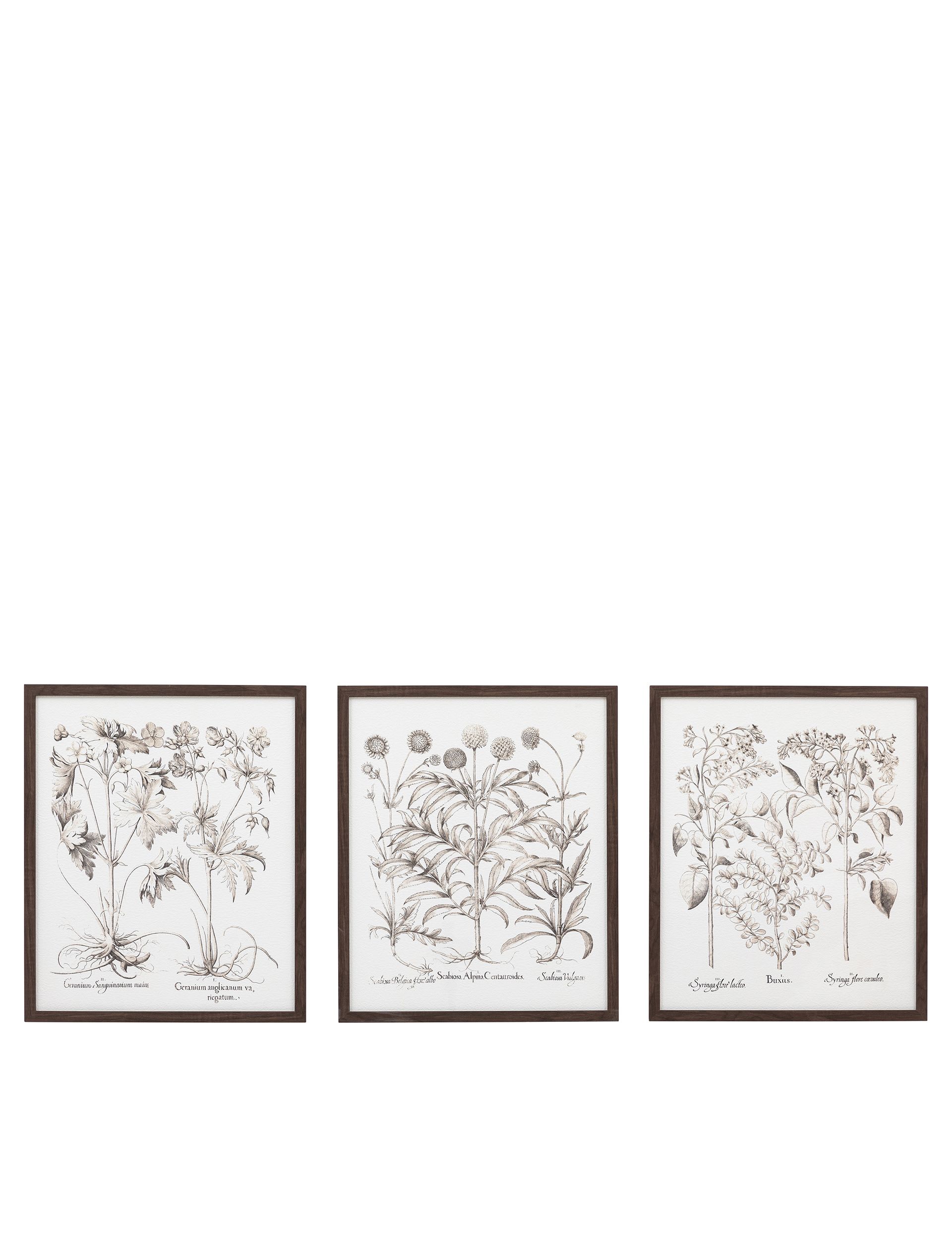 Gallery Direct set of 3 botanical framed prints, imported from the UK