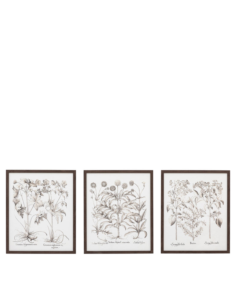Gallery Direct set of 3 botanical framed prints, imported from the UK
