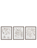 Gallery Direct set of 3 botanical framed prints, imported from the UK