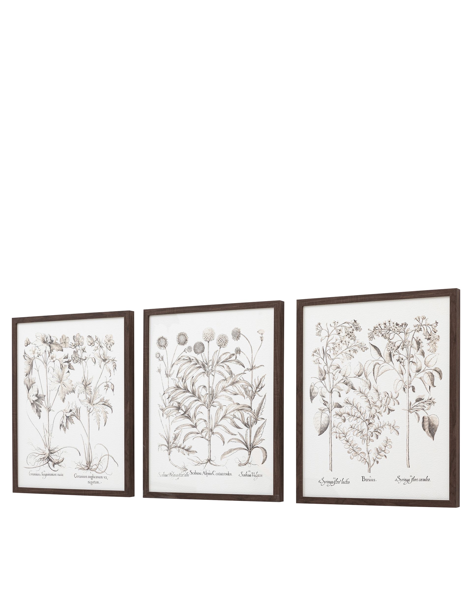 Gallery Direct set of 3 botanical framed prints, imported from the UK