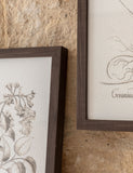 Gallery Direct set of 3 botanical framed prints, imported from the UK
