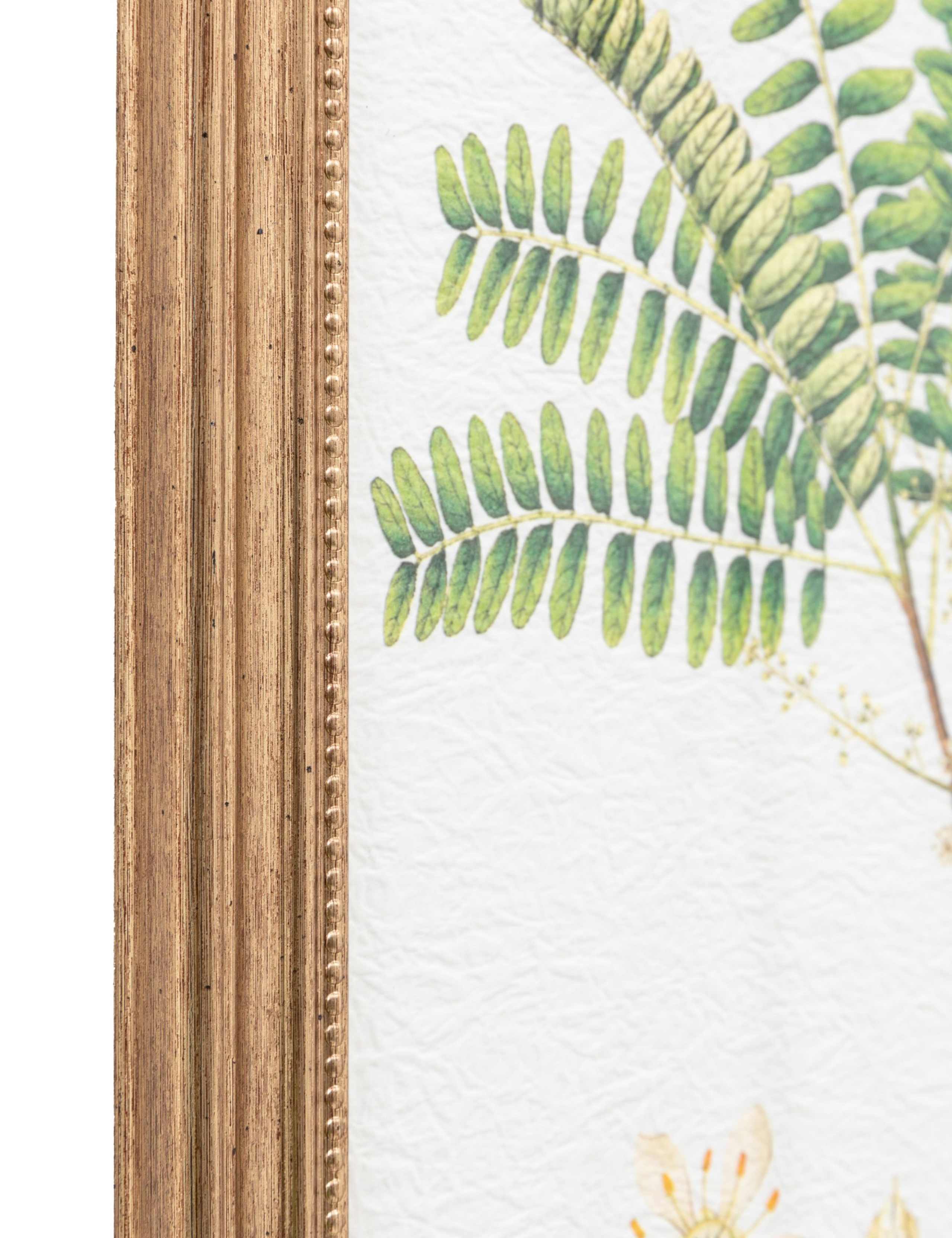 Gallery Direct assorted fern framed art set, imported from the UK