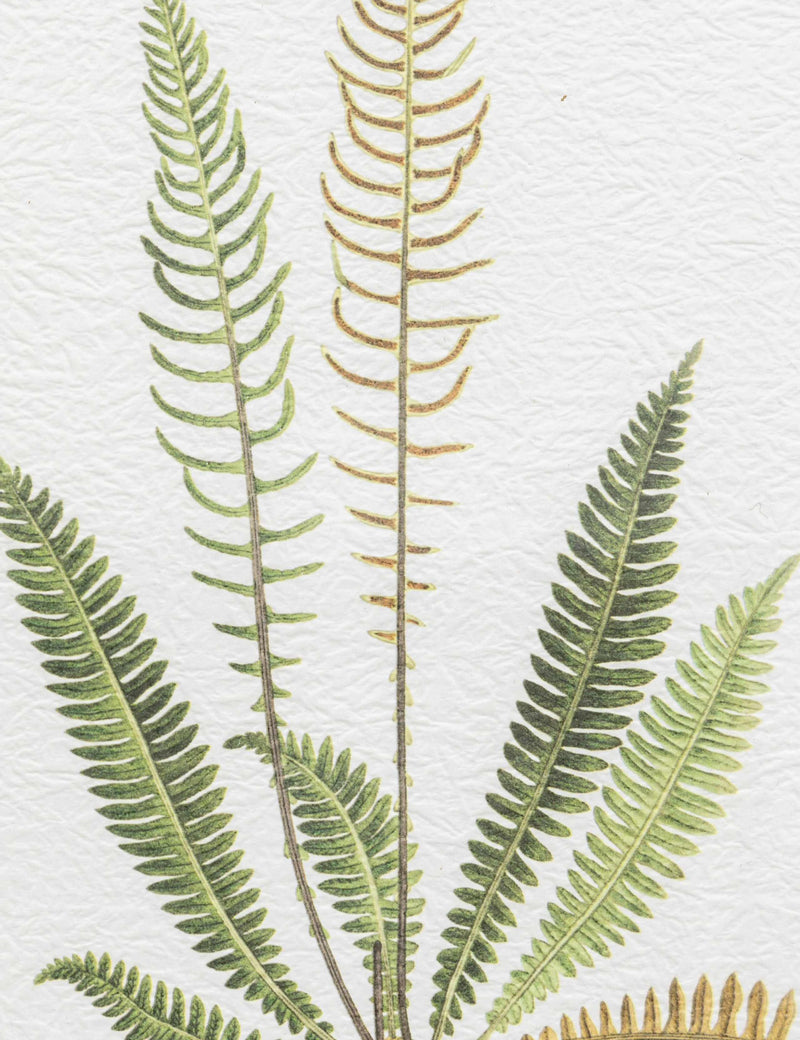 Gallery Direct assorted fern framed art set, imported from the UK