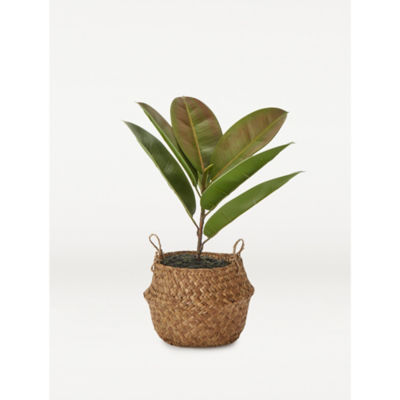 ASDA George Home Faux Fiddle Leaf Plant in Woven Basket 39cm- Buy online at McGrocer