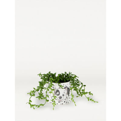 George Home Disney 101 Dalmatians artificial succulent, imported from the UK