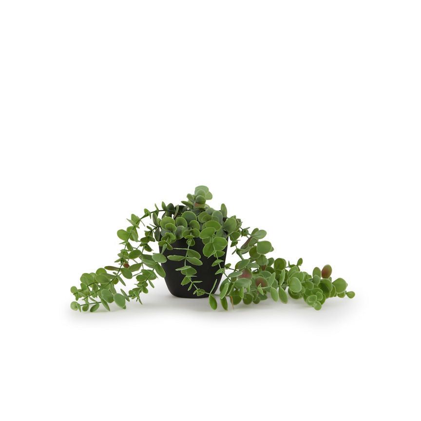 George Home Faux Trailing Plant GOODS ASDA   