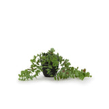 George Home Faux Trailing Plant GOODS ASDA   