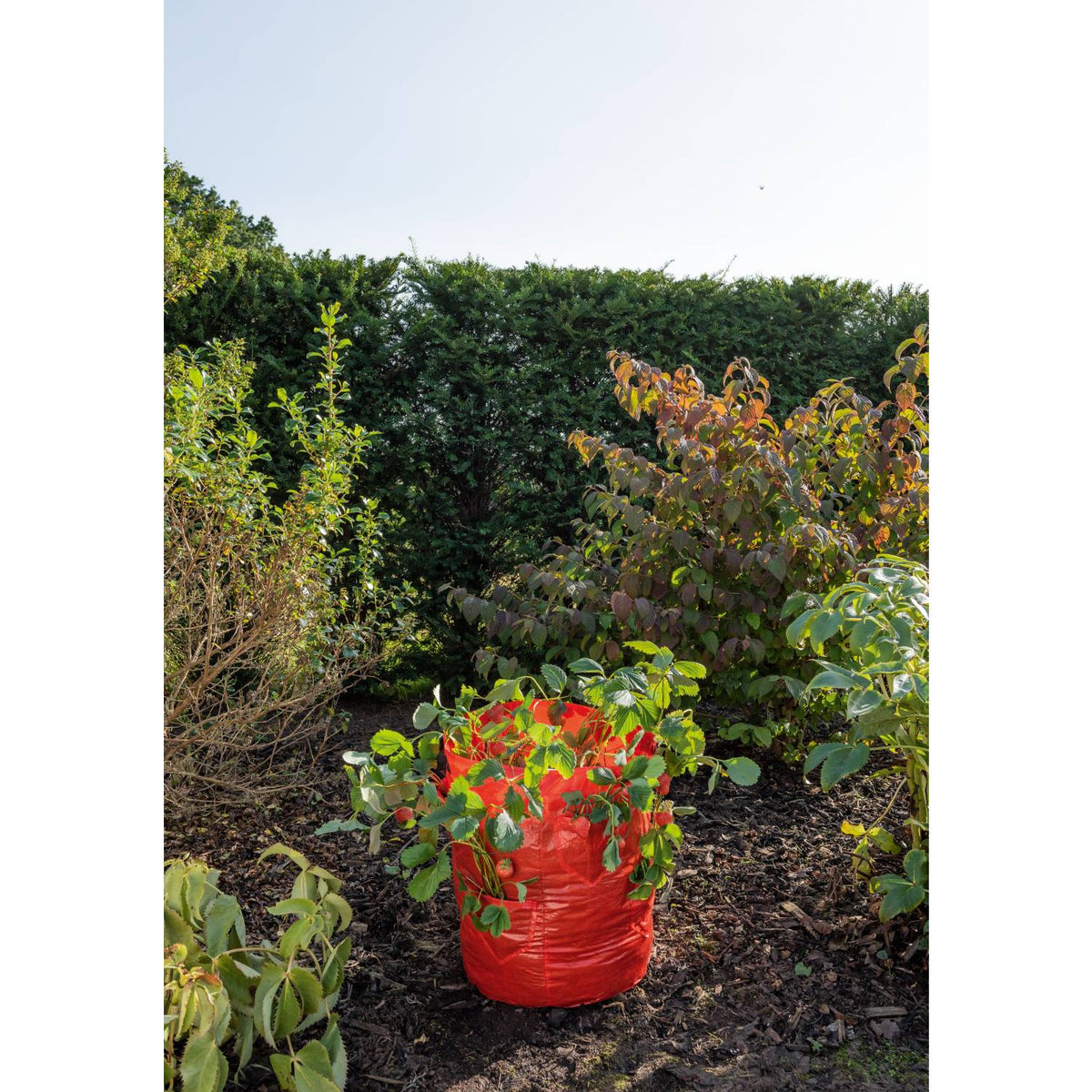ASDA Strawberry Bag 50L 45x32cm, imported from the UK