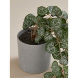 George Home artificial hanging ceropegia 50cm grey pot, imported from the UK