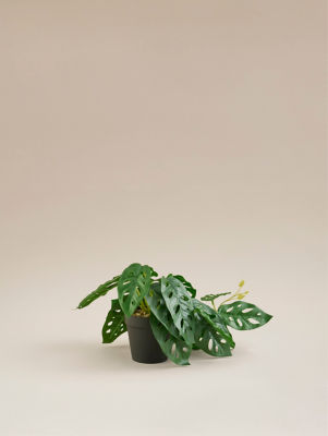 George Home faux plant in black pot 17cm, UK version