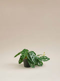 George Home faux plant in black pot 17cm, UK version