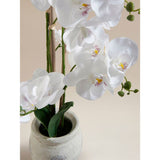 George Home large white orchid 57cm, UK version