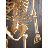 Halloween skeleton decoration multi-coloured 5ft, UK version