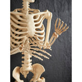 Halloween skeleton decoration multi-coloured 5ft, UK version