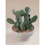 Artificial cactus in grey cement bowl 17x17x23cm imported from the UK