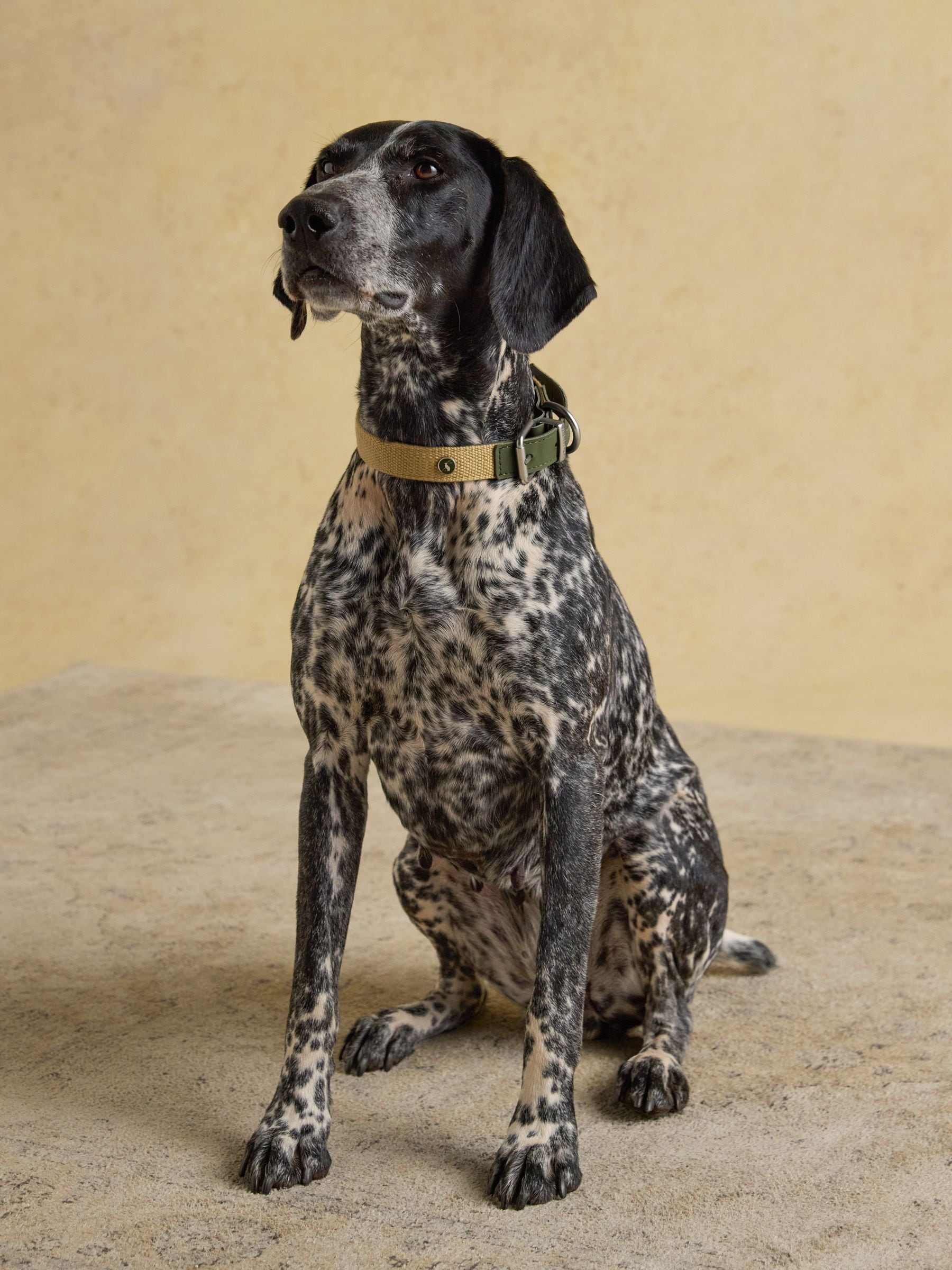 Joules khaki green dog collar - British product