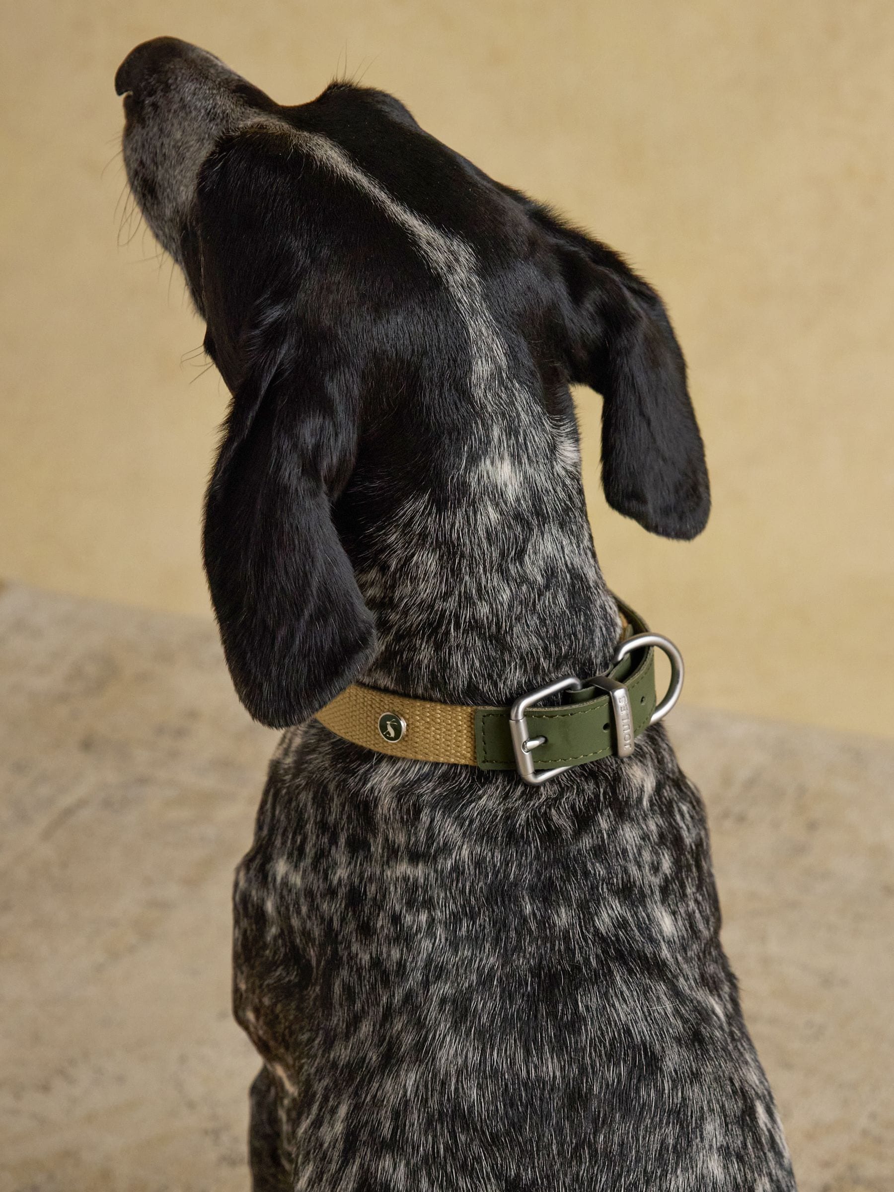 Joules khaki green dog collar - British product