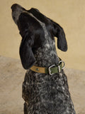 Joules khaki green dog collar - British product