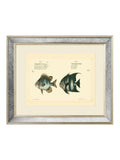Brookpace Lascelles antique fish mirror 40x50cm, UK version