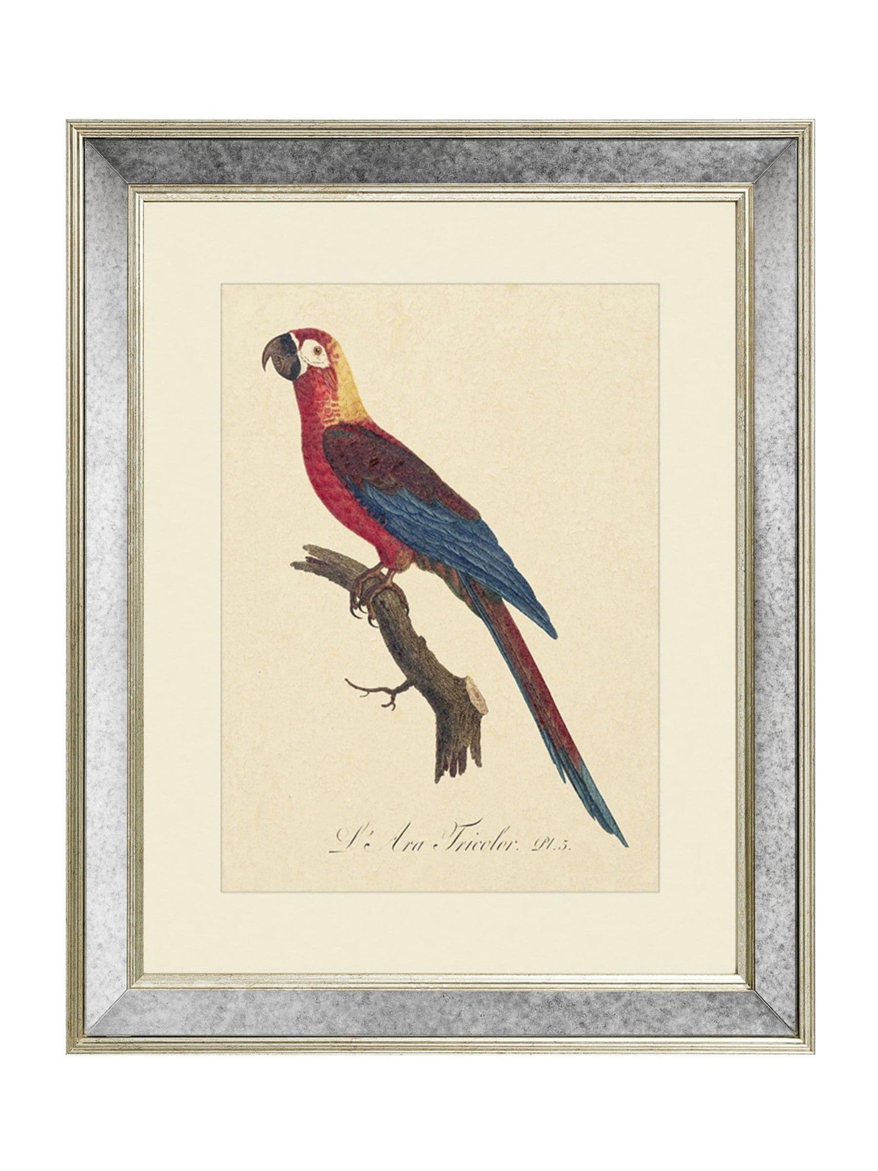 Brookpace Lascelles Tropical Bird II wall art 40x50cm (British brand)