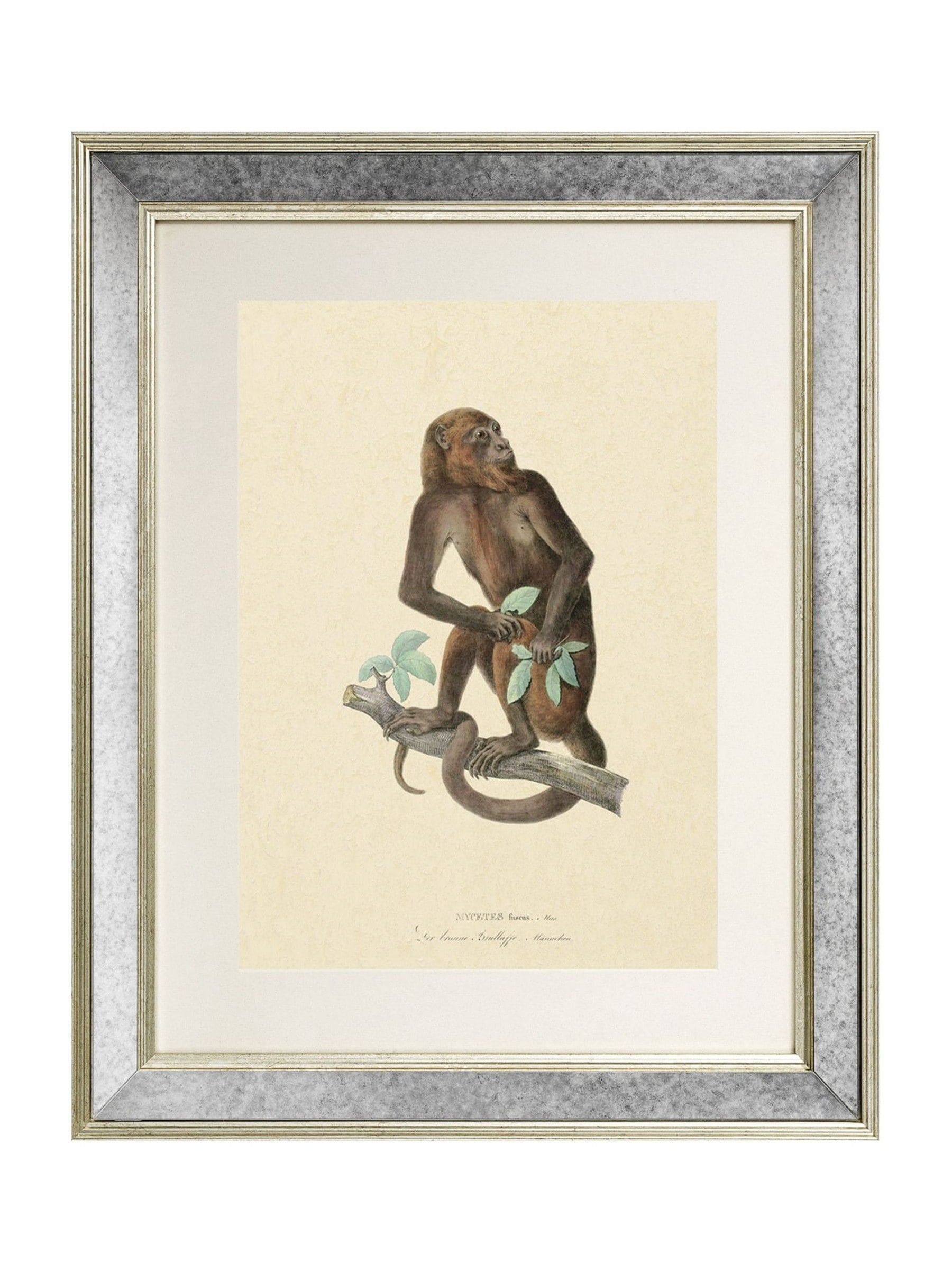 Brookpace Lascelles Primate I wall art 40x50cm antique gold frame, UK version