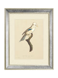 Brookpace Lascelles Tropical Bird I wall art mirror 40x50cm, imported from the UK