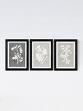 East End Prints white botanical illustration triptych wall art - British product