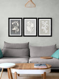 East End Prints white botanical illustration triptych wall art - British product