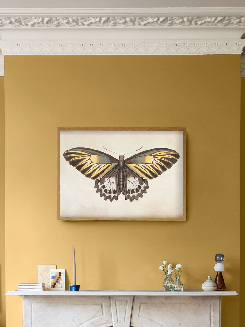 Graham & Brown Whimsical Wings butterfly wall frame (British brand)