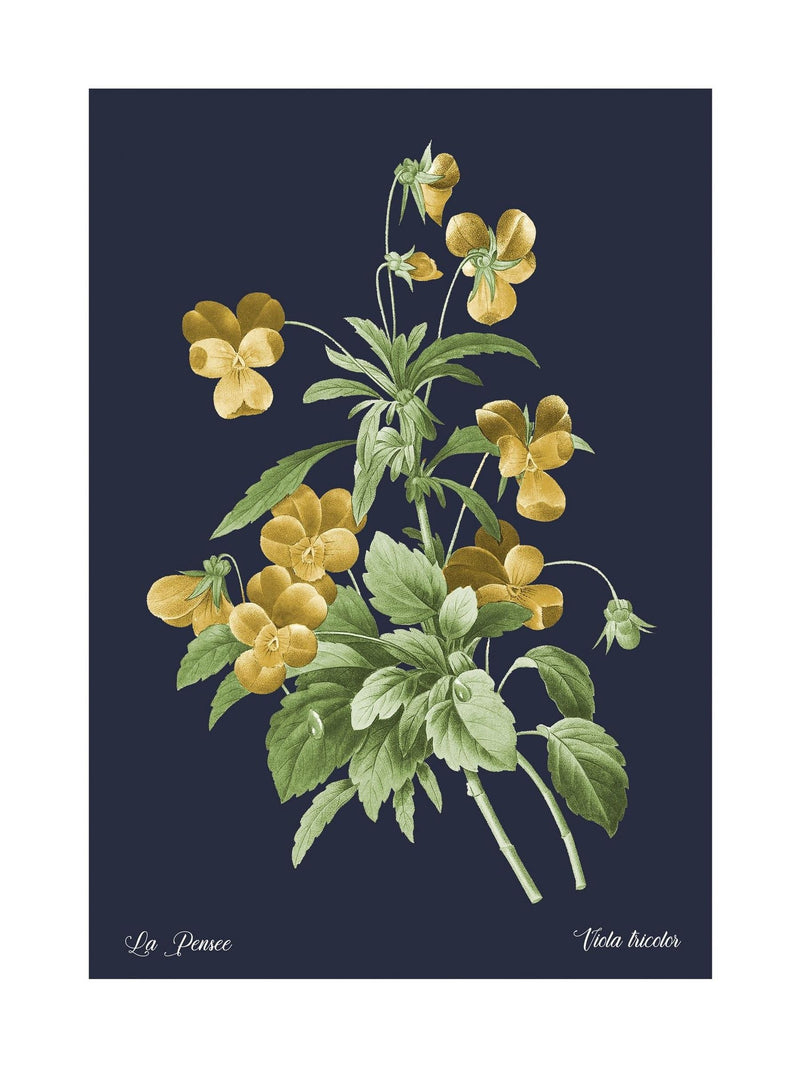 Graham & Brown Glasshouse Viola framed art, imported from the UK