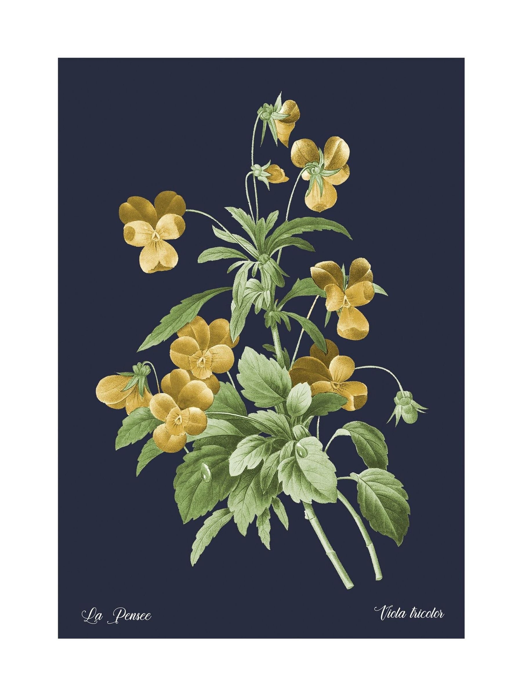 Graham & Brown Glasshouse Viola framed wall art (British brand)
