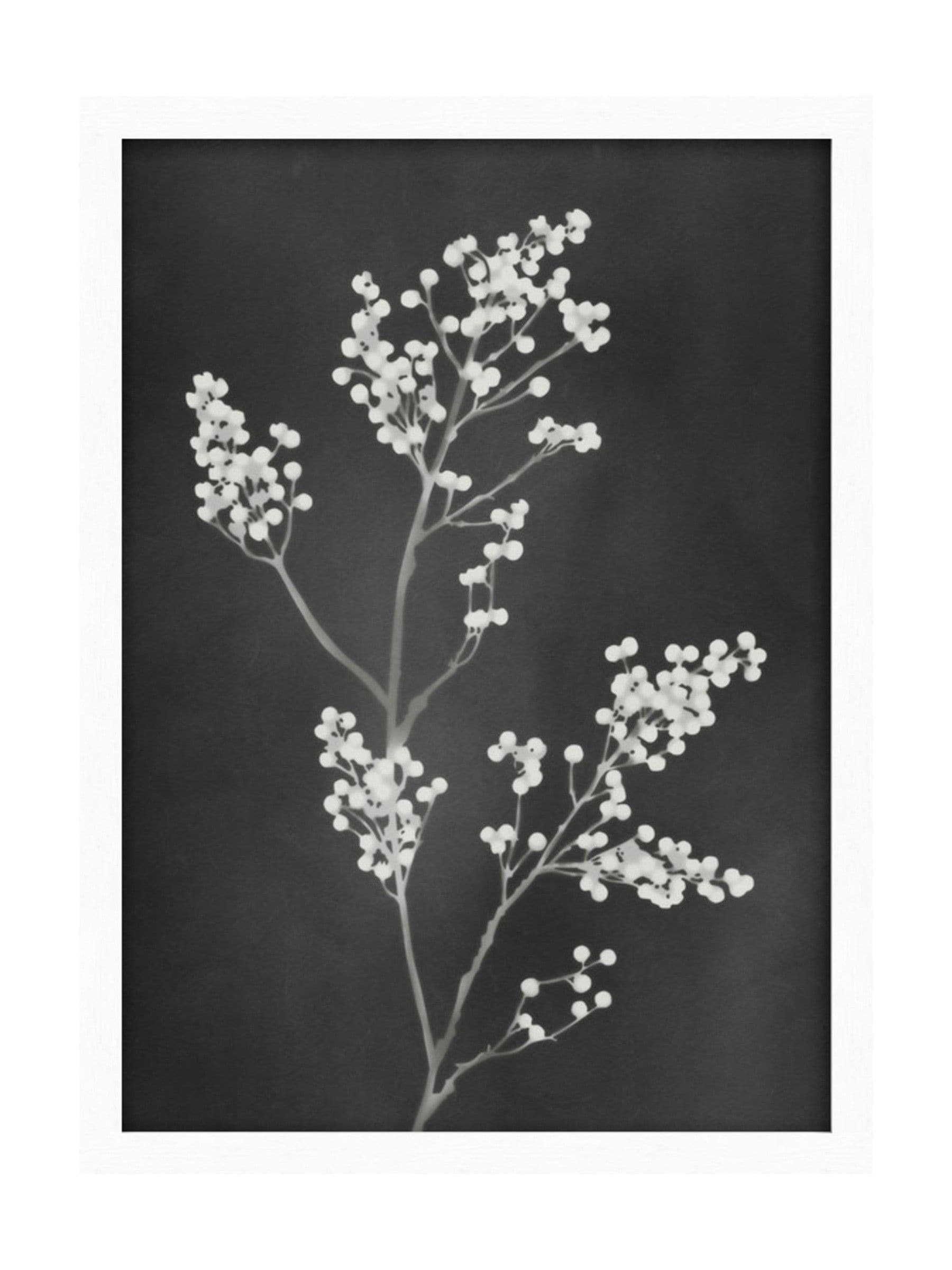 Graham & Brown Flower Press Black White frame 53x73cm, UK version