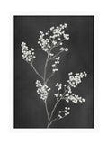 Graham & Brown Flower Press Black White frame 53x73cm, UK version