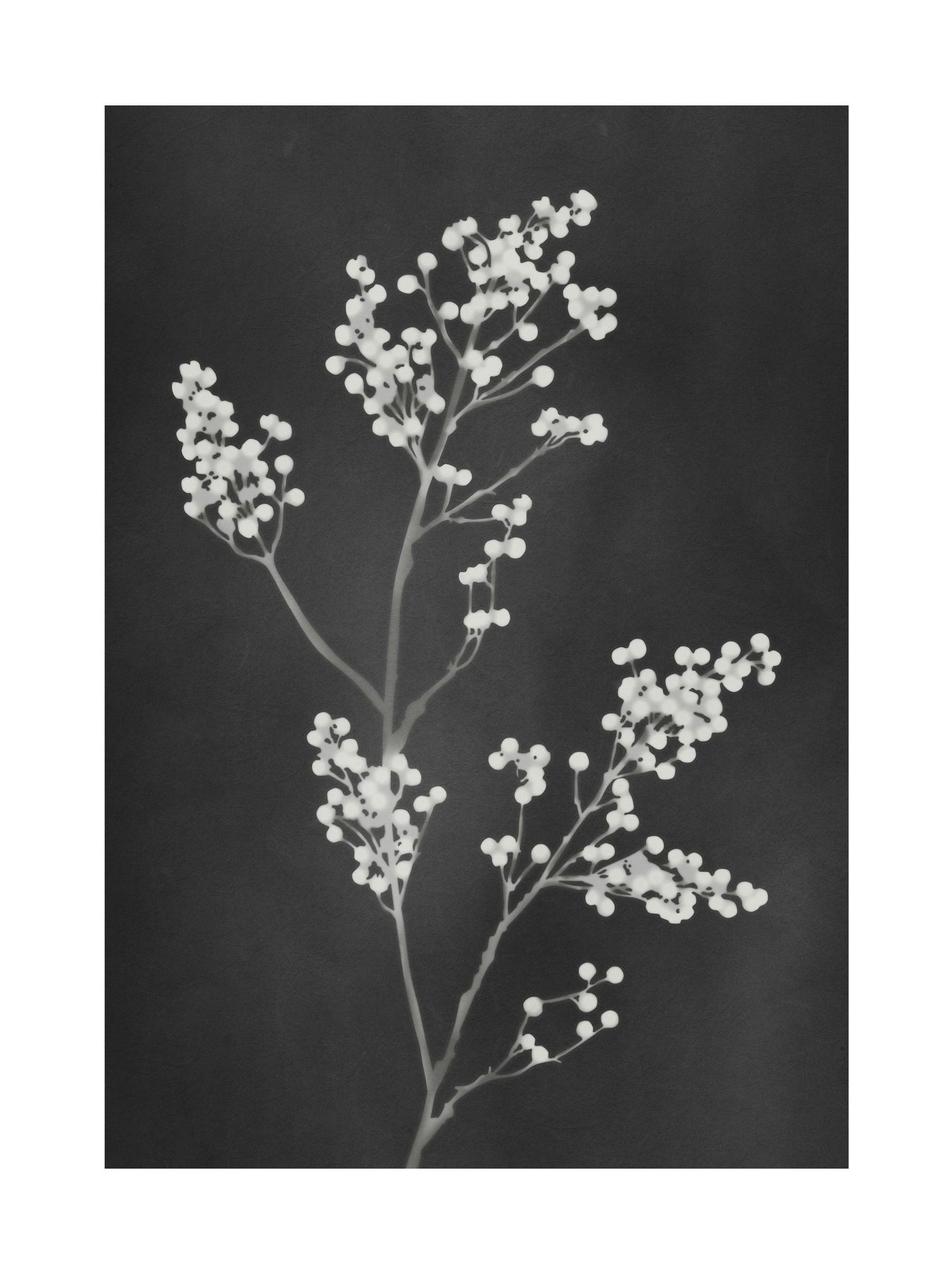 Graham & Brown Flower Press Black White frame 53x73cm, UK version