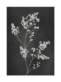 Graham & Brown Flower Press Black White frame 53x73cm, UK version