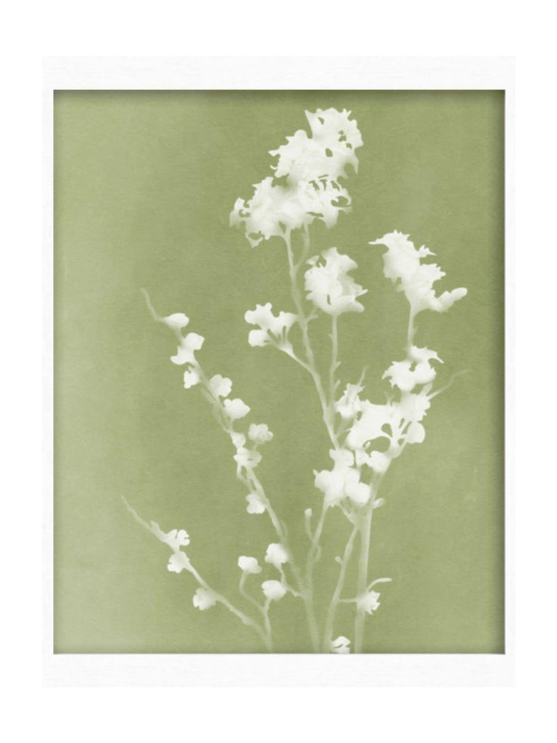 Graham & Brown Flower Press frame wall art, floral design (British brand)