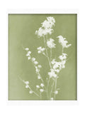 Graham & Brown Flower Press frame wall art, floral design (British brand)