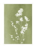 Graham & Brown Flower Press frame wall art, floral design (British brand)